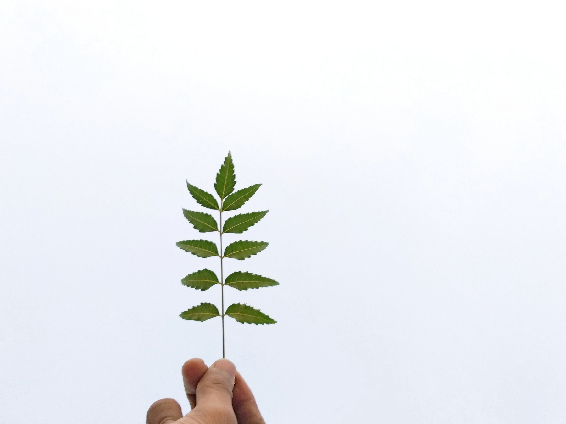 AI software demo, analytics platform, client presentation, data insights, professional services